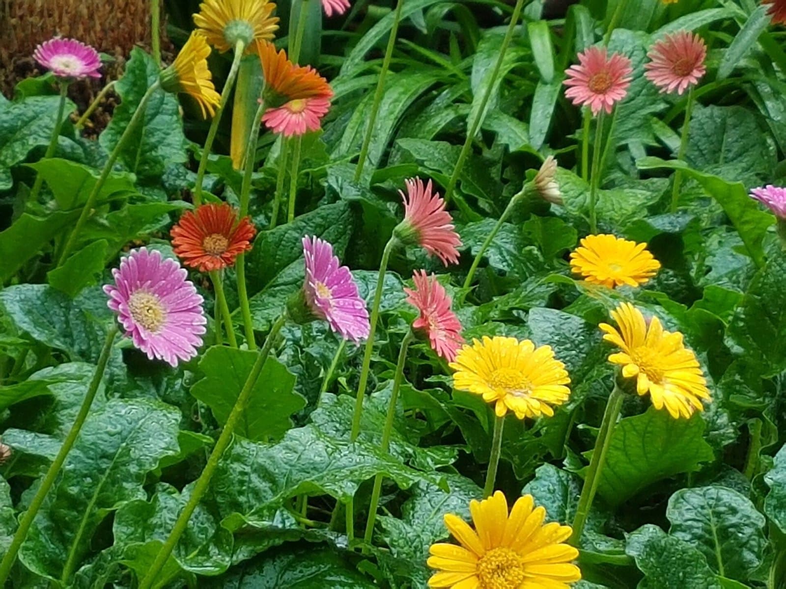 So You Want to Grow Your Own Gerberas?