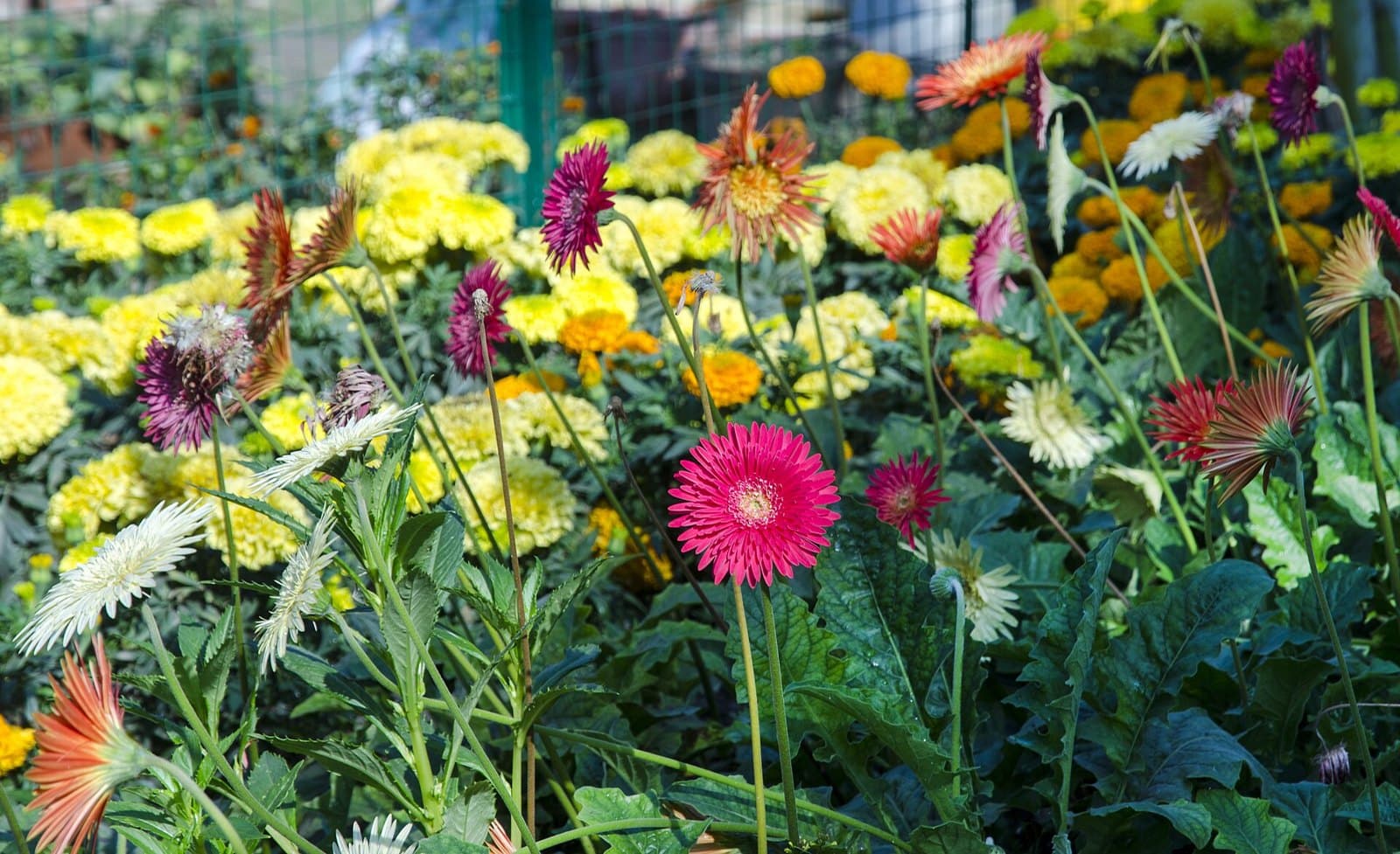 Different colours of gerberas in a flower field