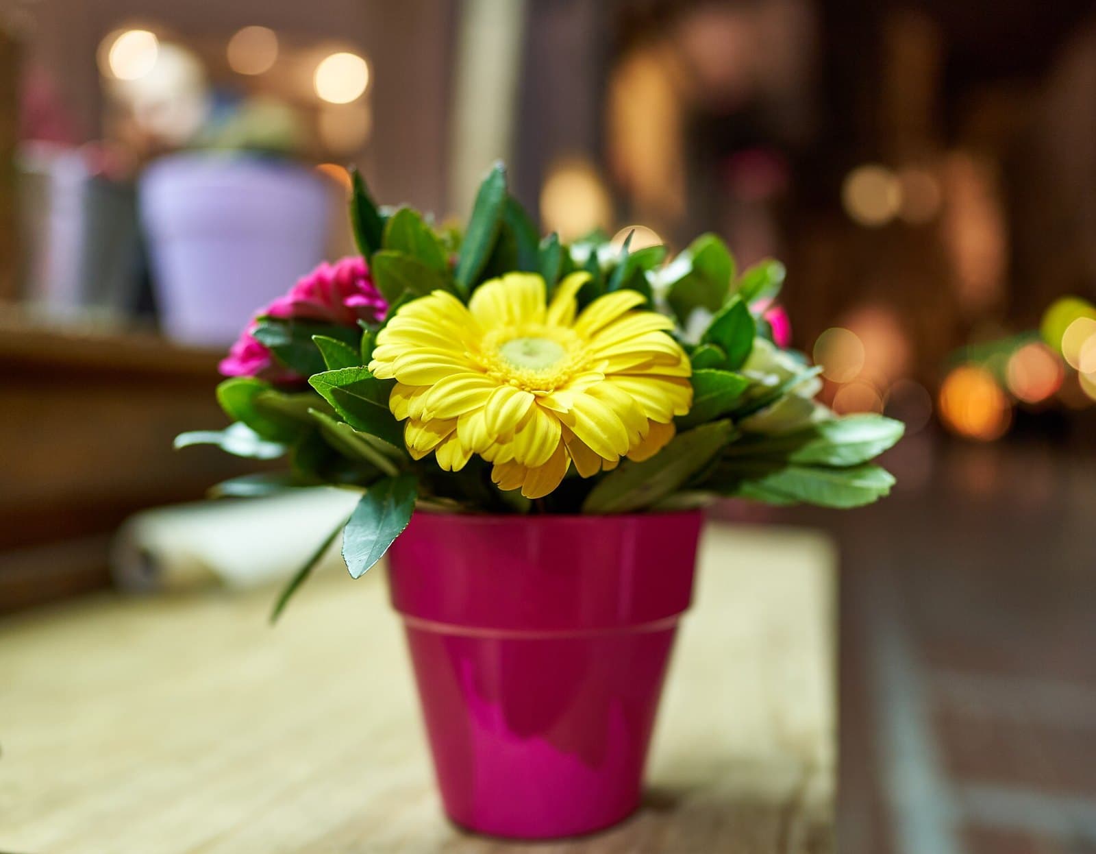 Yellow gerbera in a pink pot