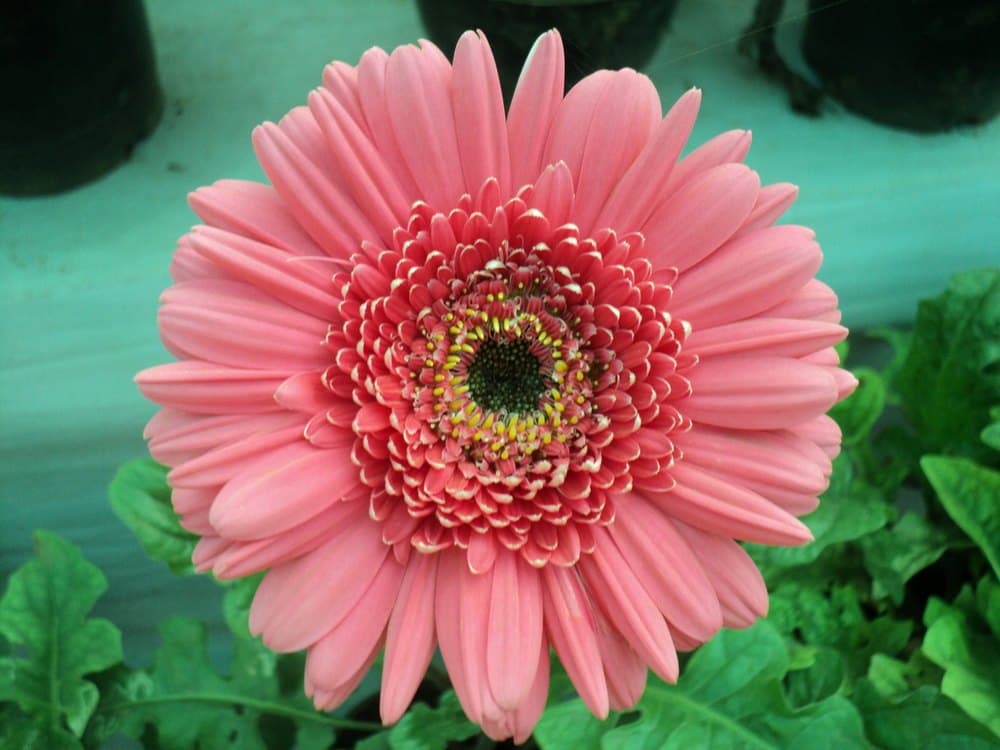 Pink gerbera flower