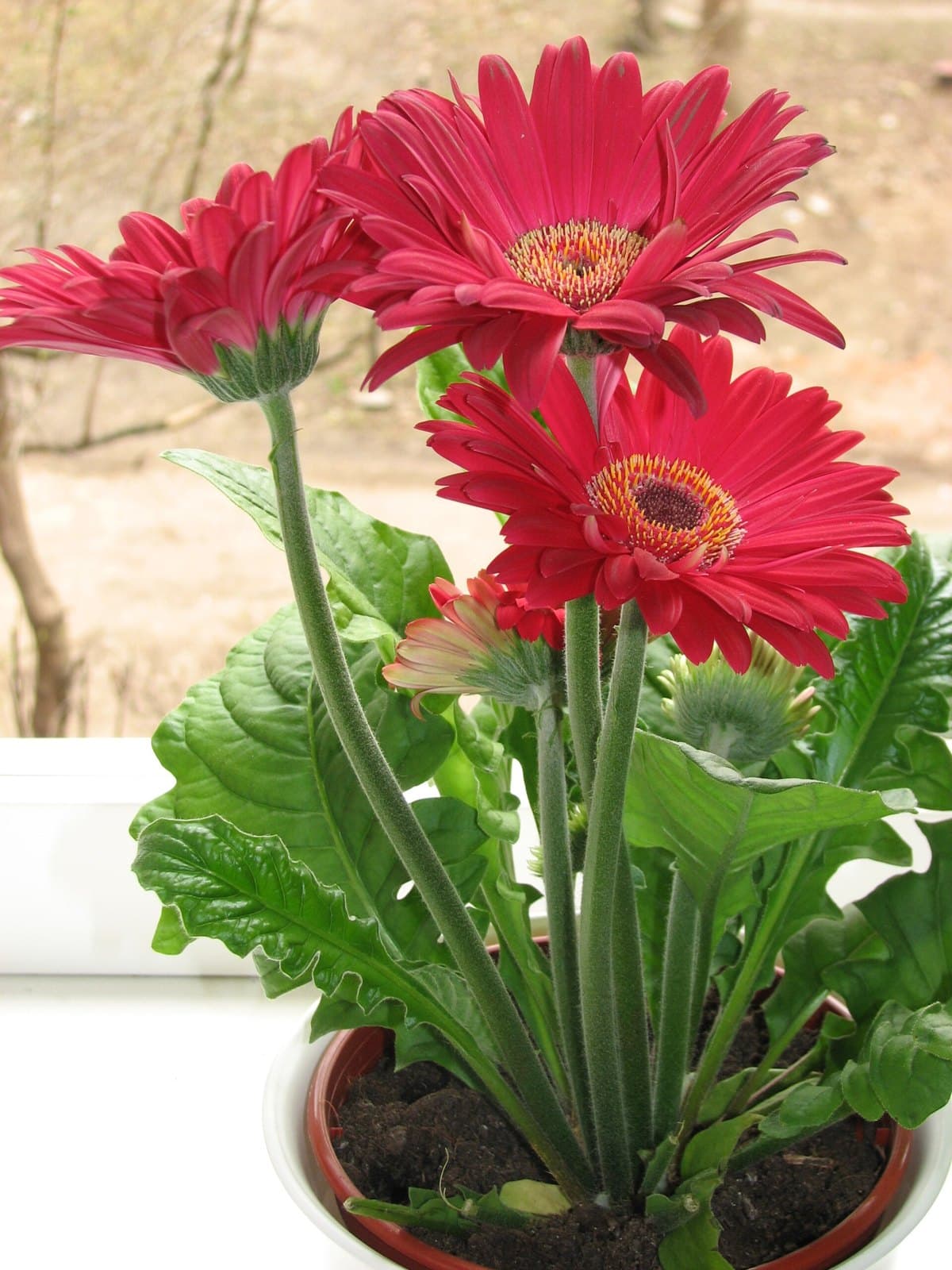 Red gerberas growing in a pot