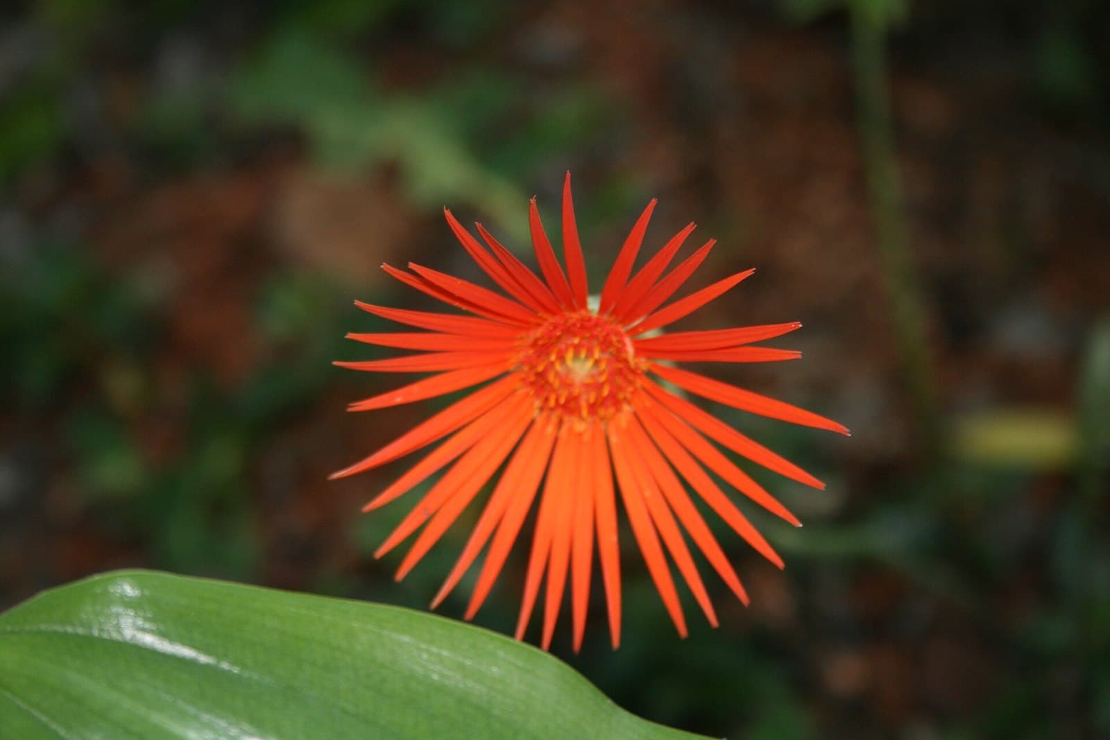 Gerbera jamesonii (Barberton daisy)
