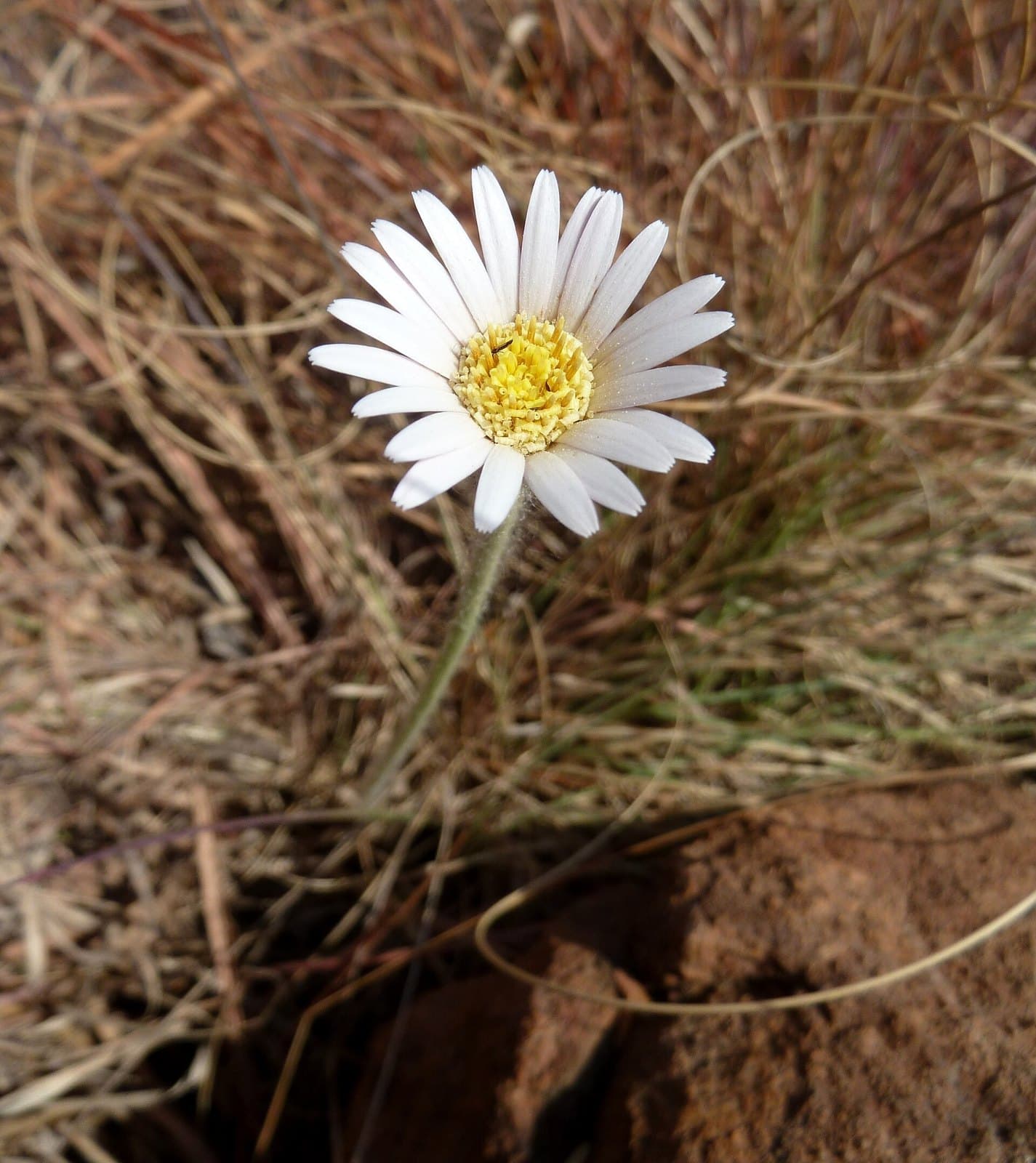 Gerbera viridifolia flowering in the wild