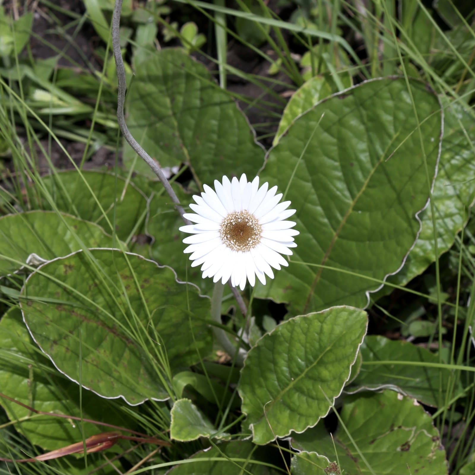 Gerbera ambigua flower