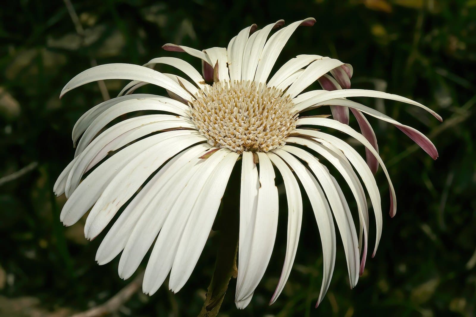 Gerbera tomentosa flower