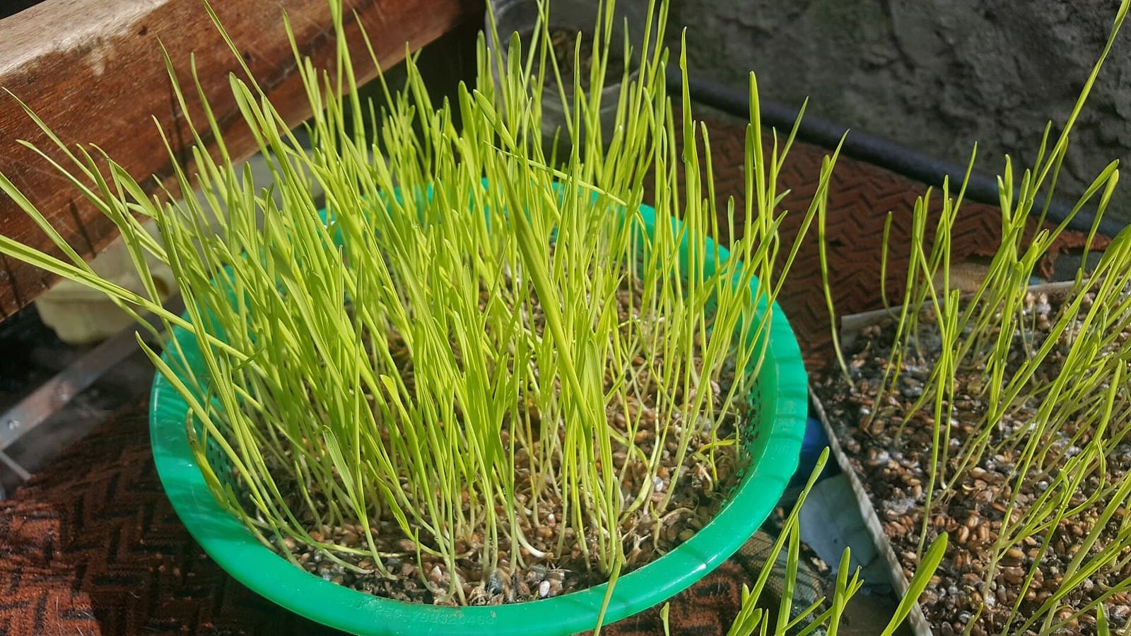 Pot of wheatgrass sprouts