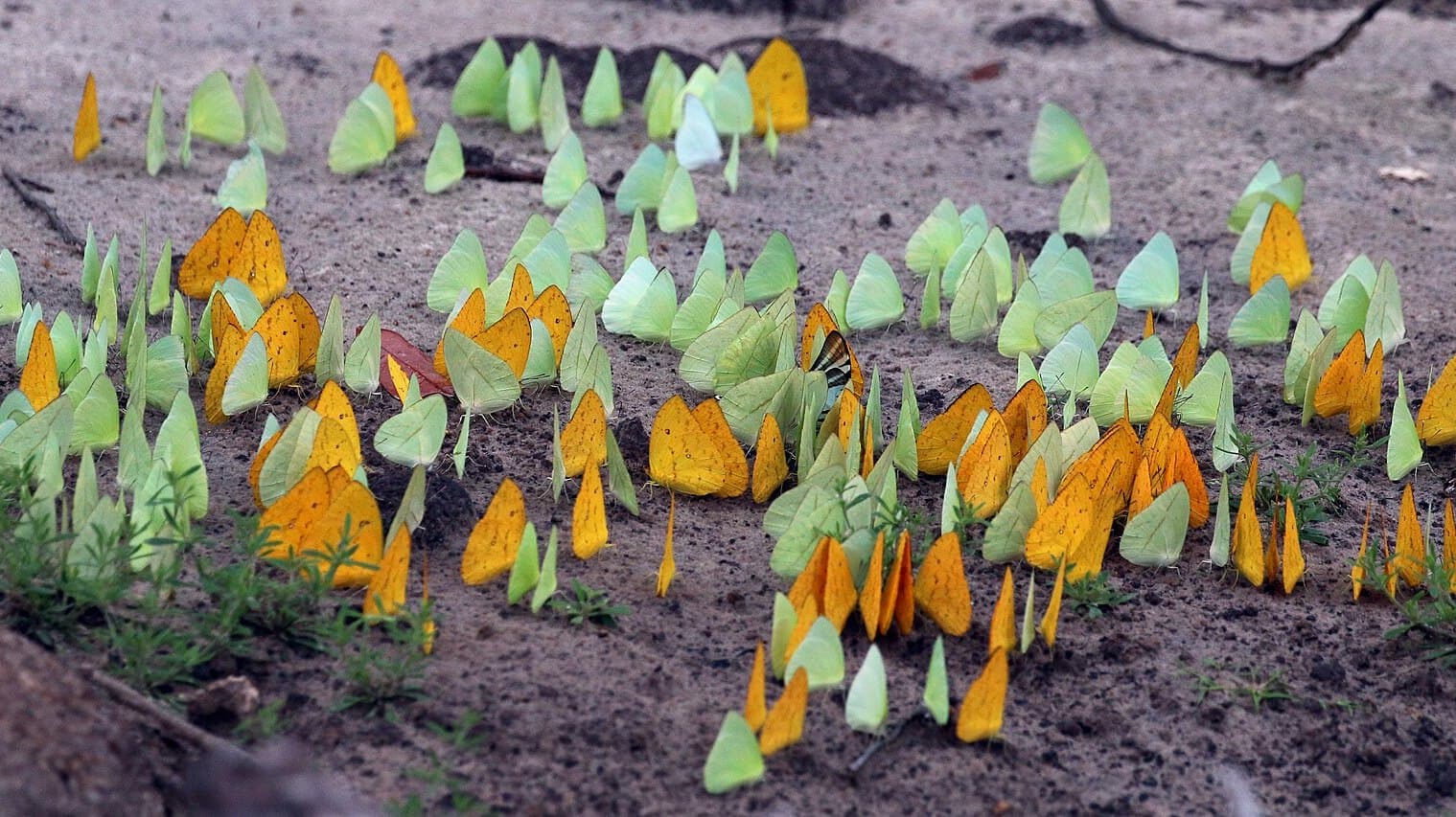 Butterflies puddling on damp ground