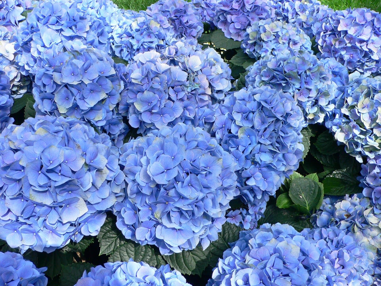 Blue mophead hydrangea flowers