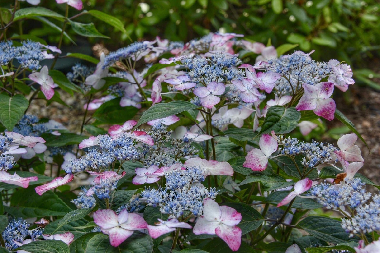 Mountain hydrangea (Hydrangea serrata) lacecap flowers