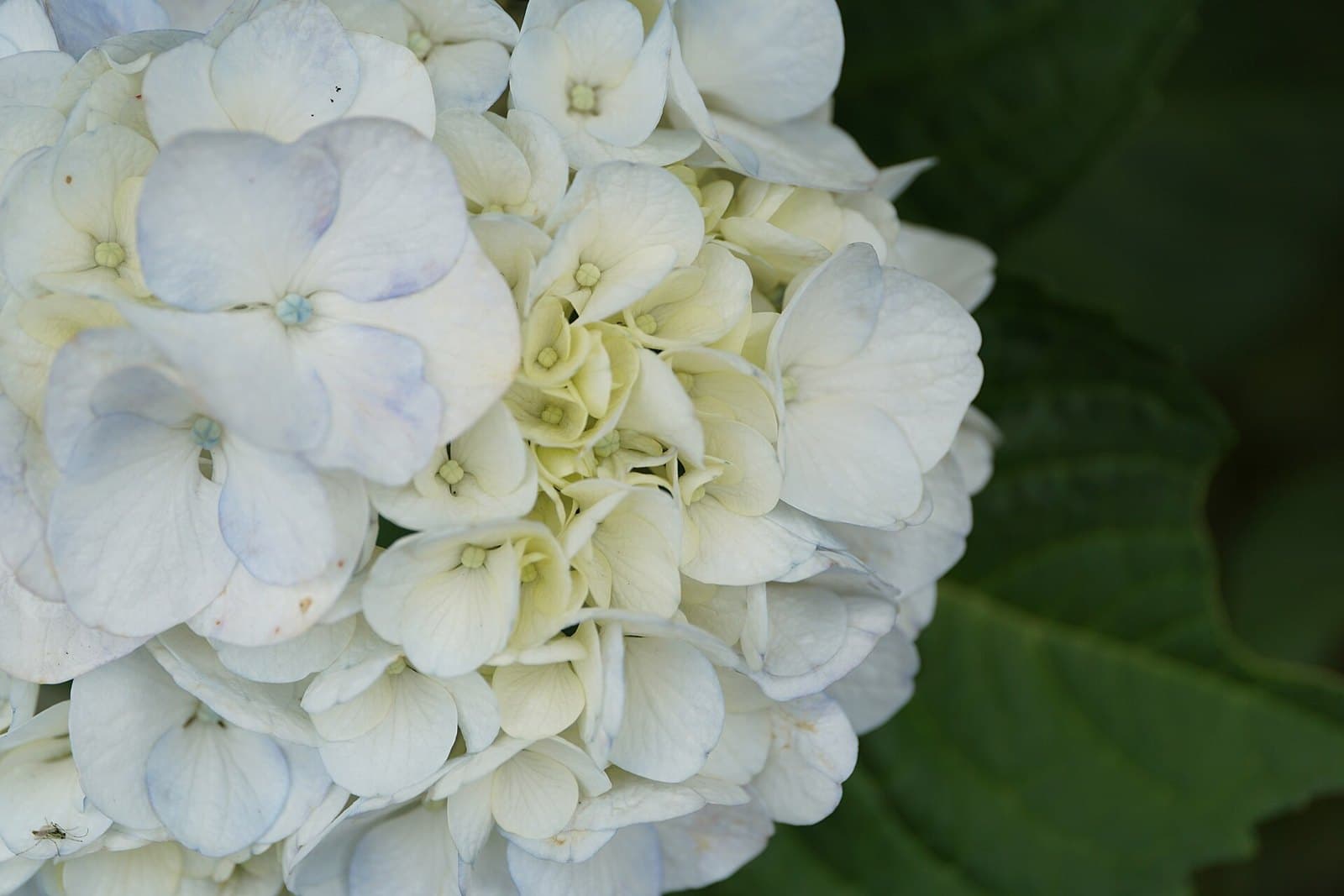 White hydrangea flower