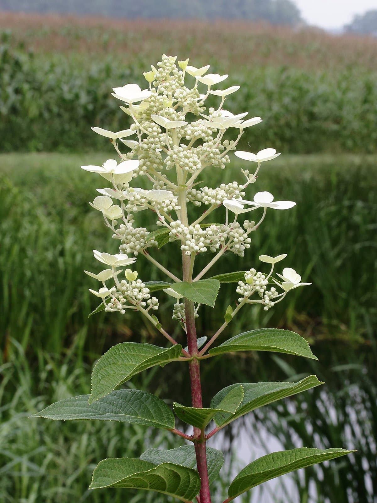 Hydrangea paniculata flower panicle