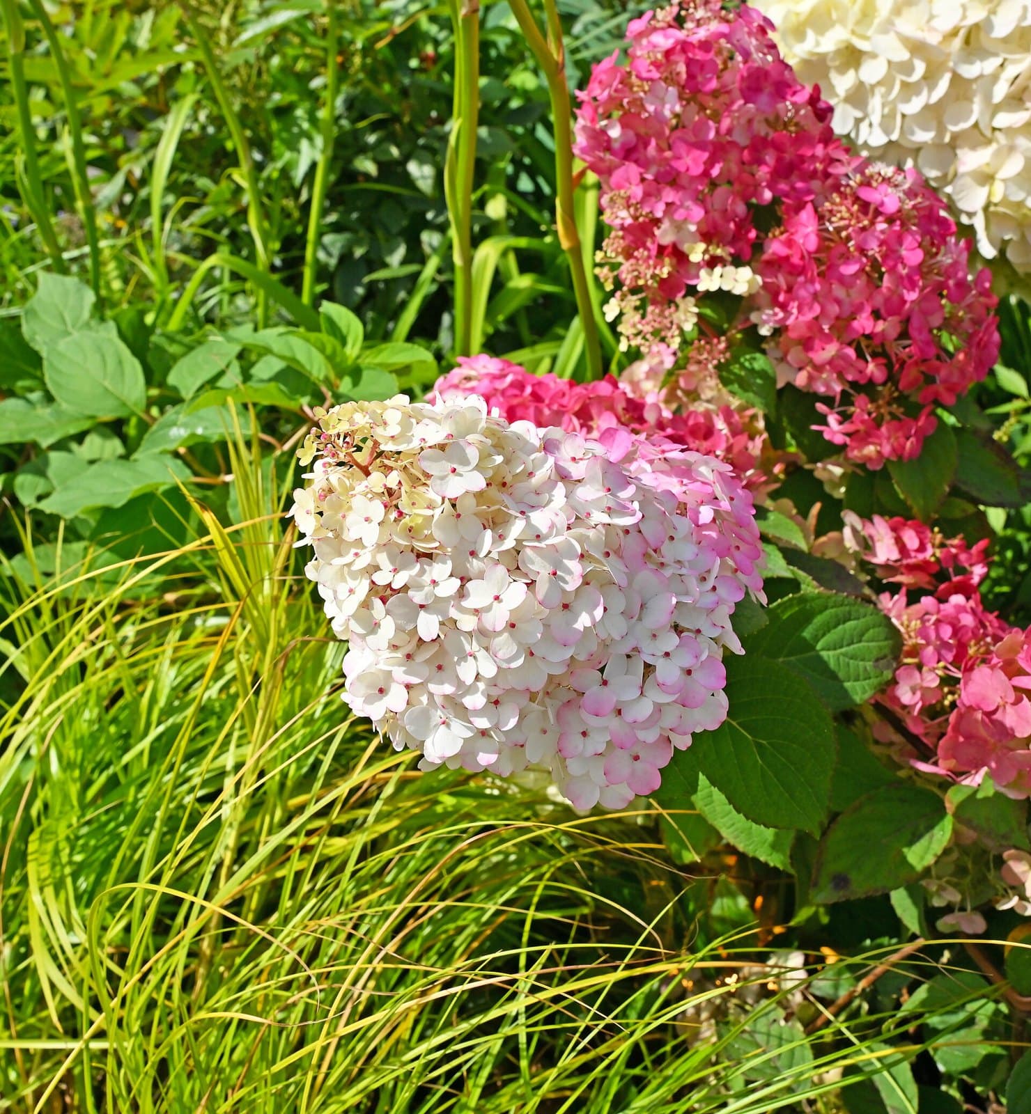 Pink and white Hydrangea paniculata flowers