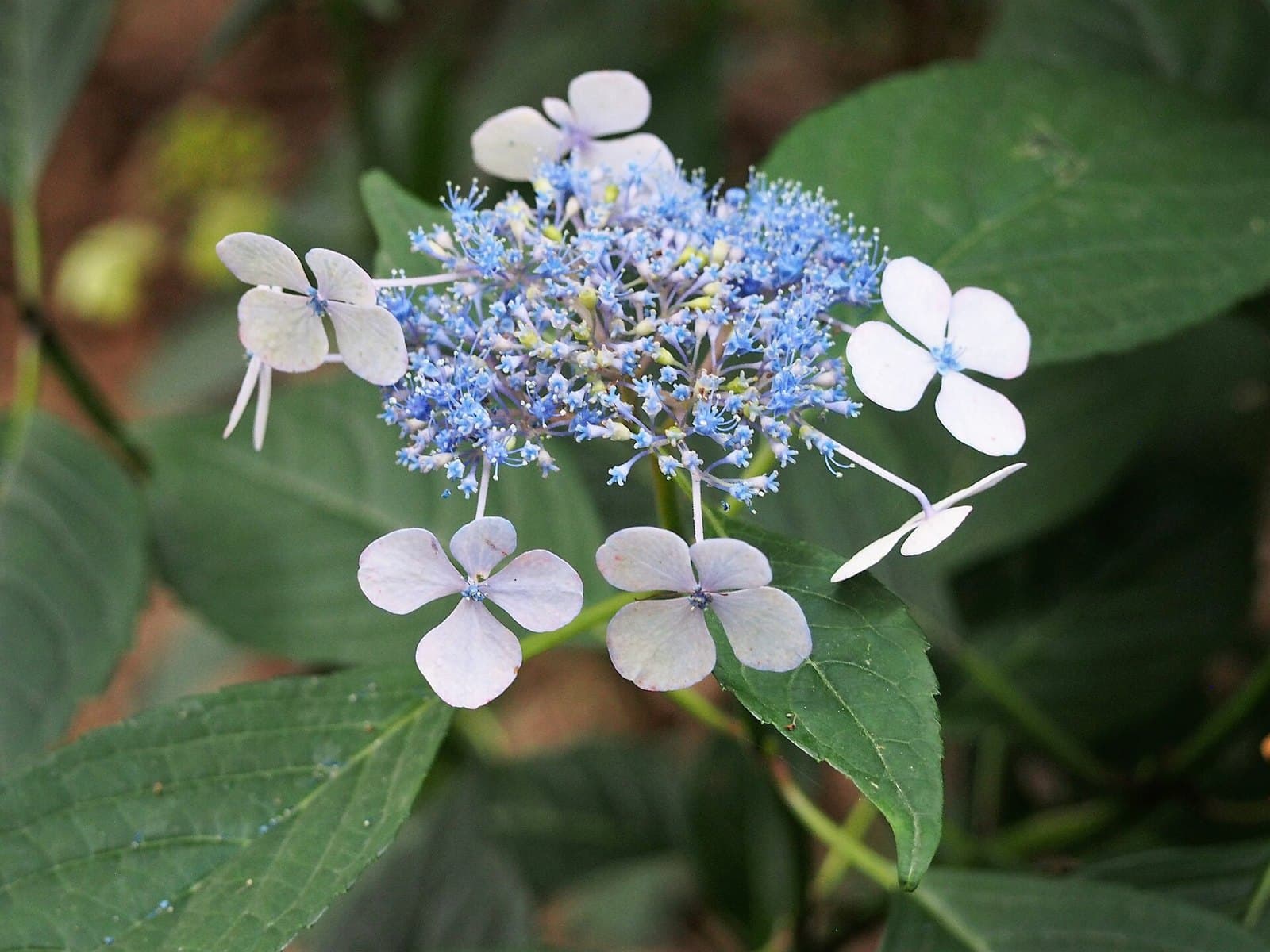 Blue Hydrangea serrata 'Bluebird' flowers