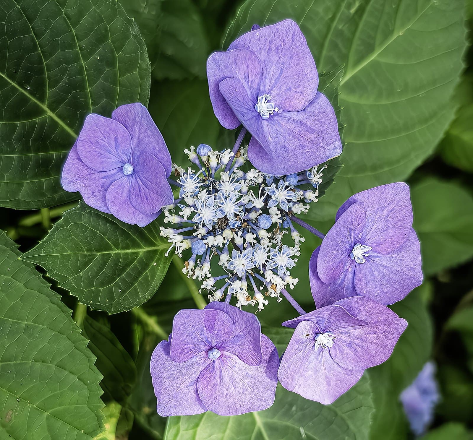 Lacecap hydrangea flower head