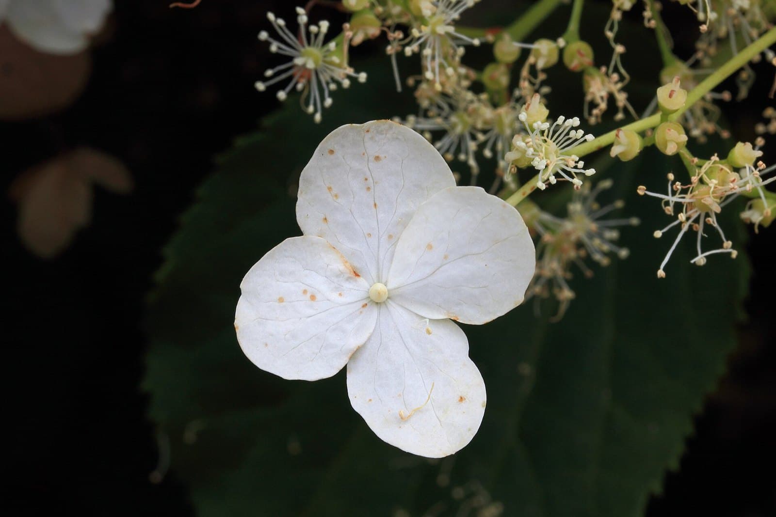 Climbing hydrangea (Hydrangea anomala petiolaris) flowers