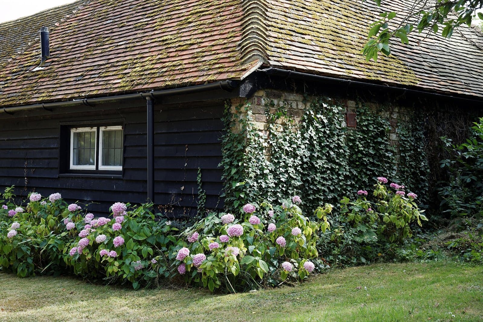 Climbing hydrangea on a barn wall