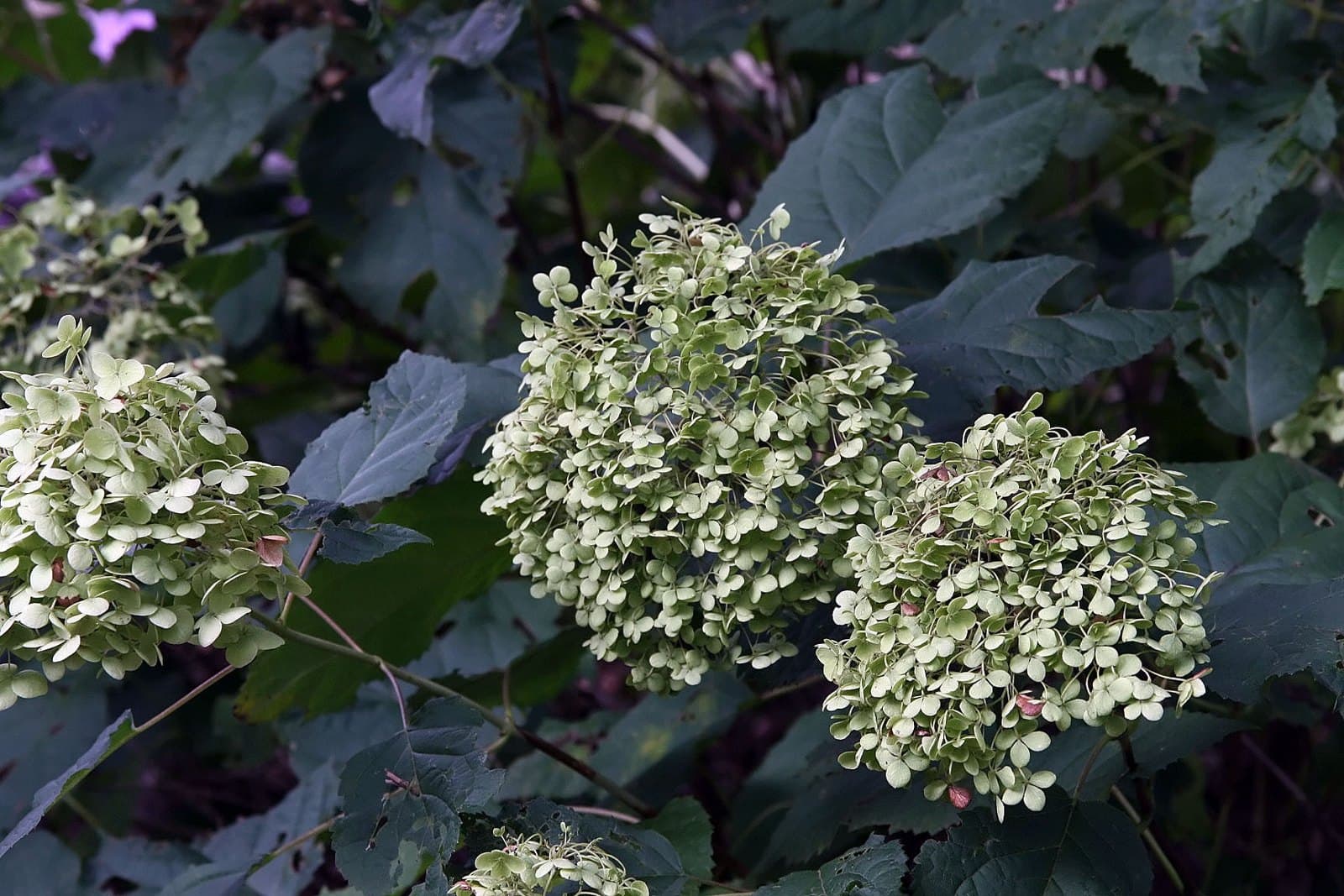 Smooth hydrangea (Hydrangea arborescens) in bloom