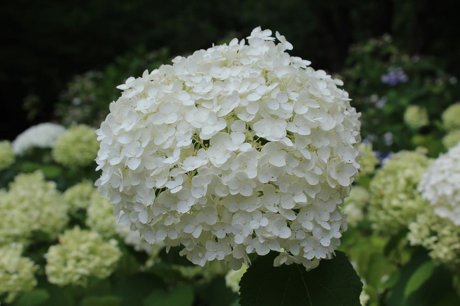 Hydrangea arborescens 'Annabelle' white flowers