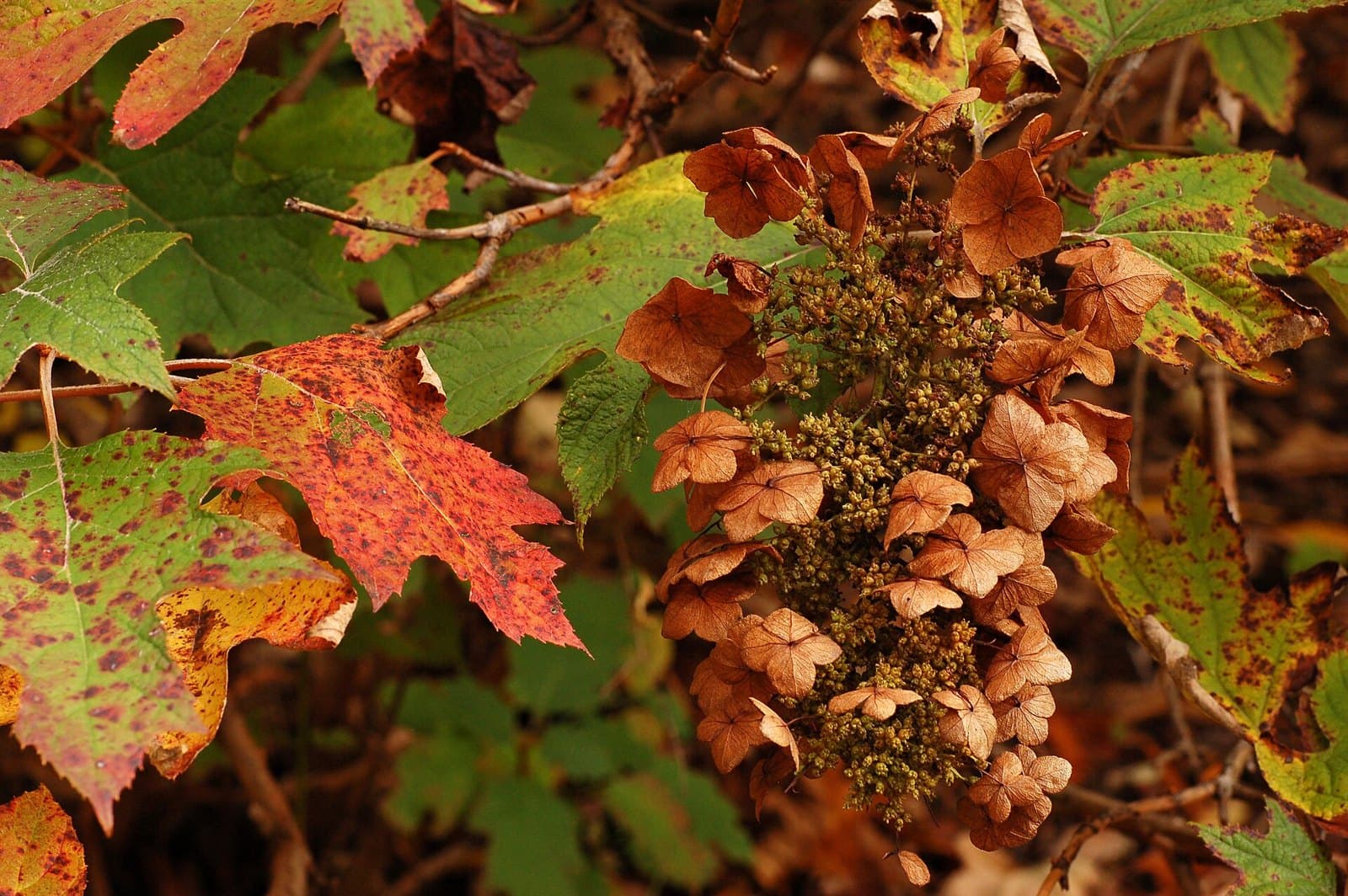 Oakleaf hydrangea autumn foliage