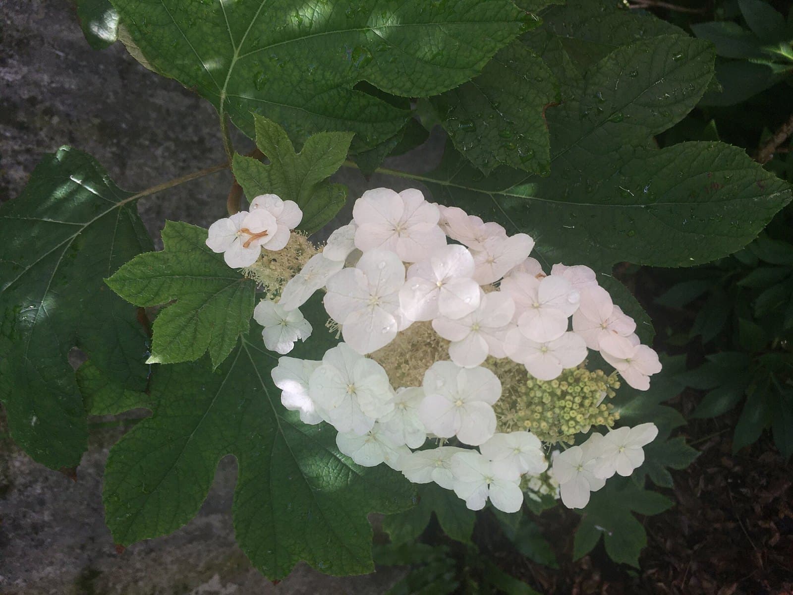 Flower cluster of Hydrangea quercifolia