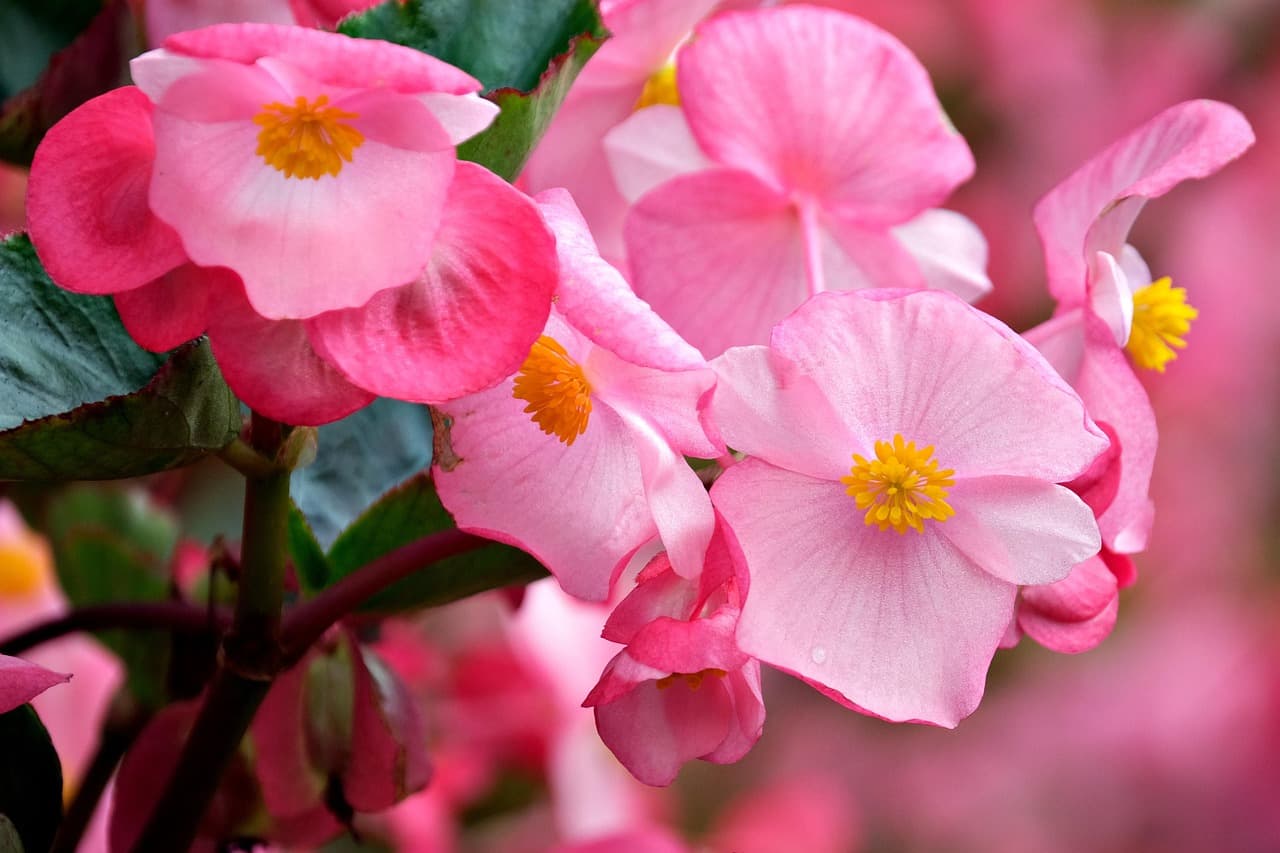 Pink begonia flowers with yellow centres