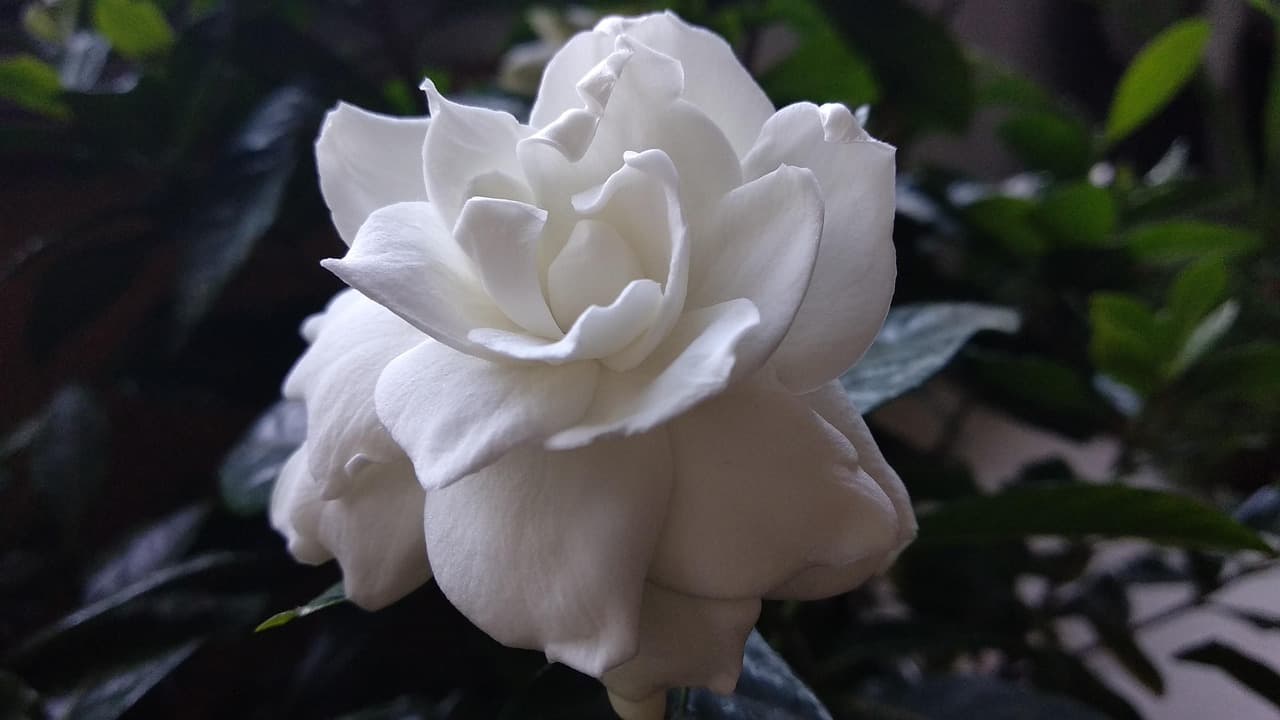 White double gardenia (Gardenia jasminoides) flower