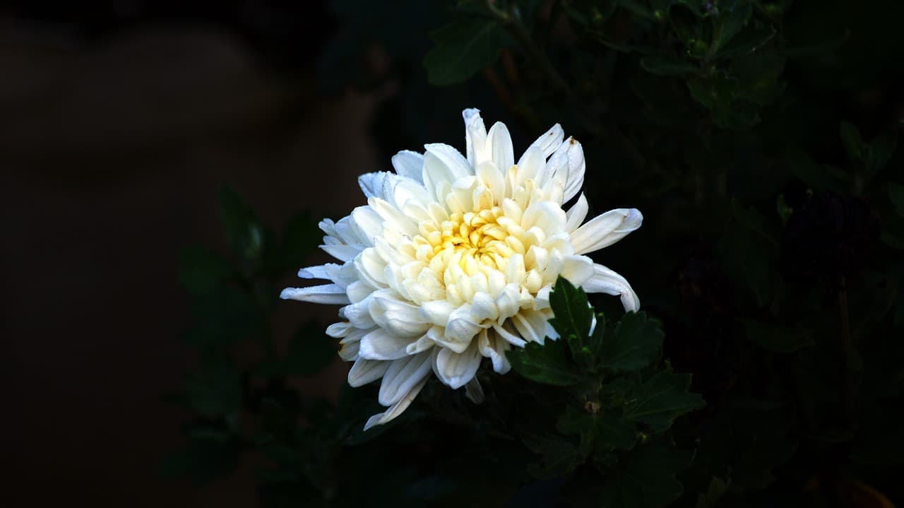 White chrysanthemum in full bloom