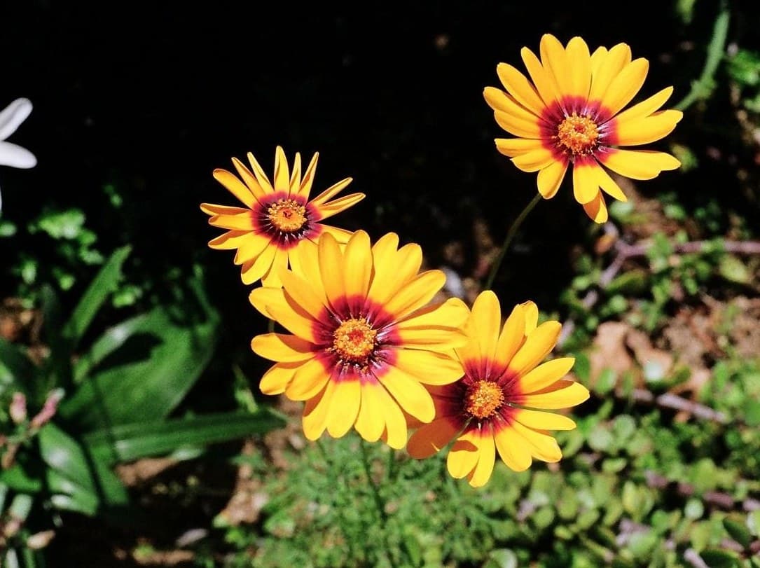 Orange Ursinia daisy flowers