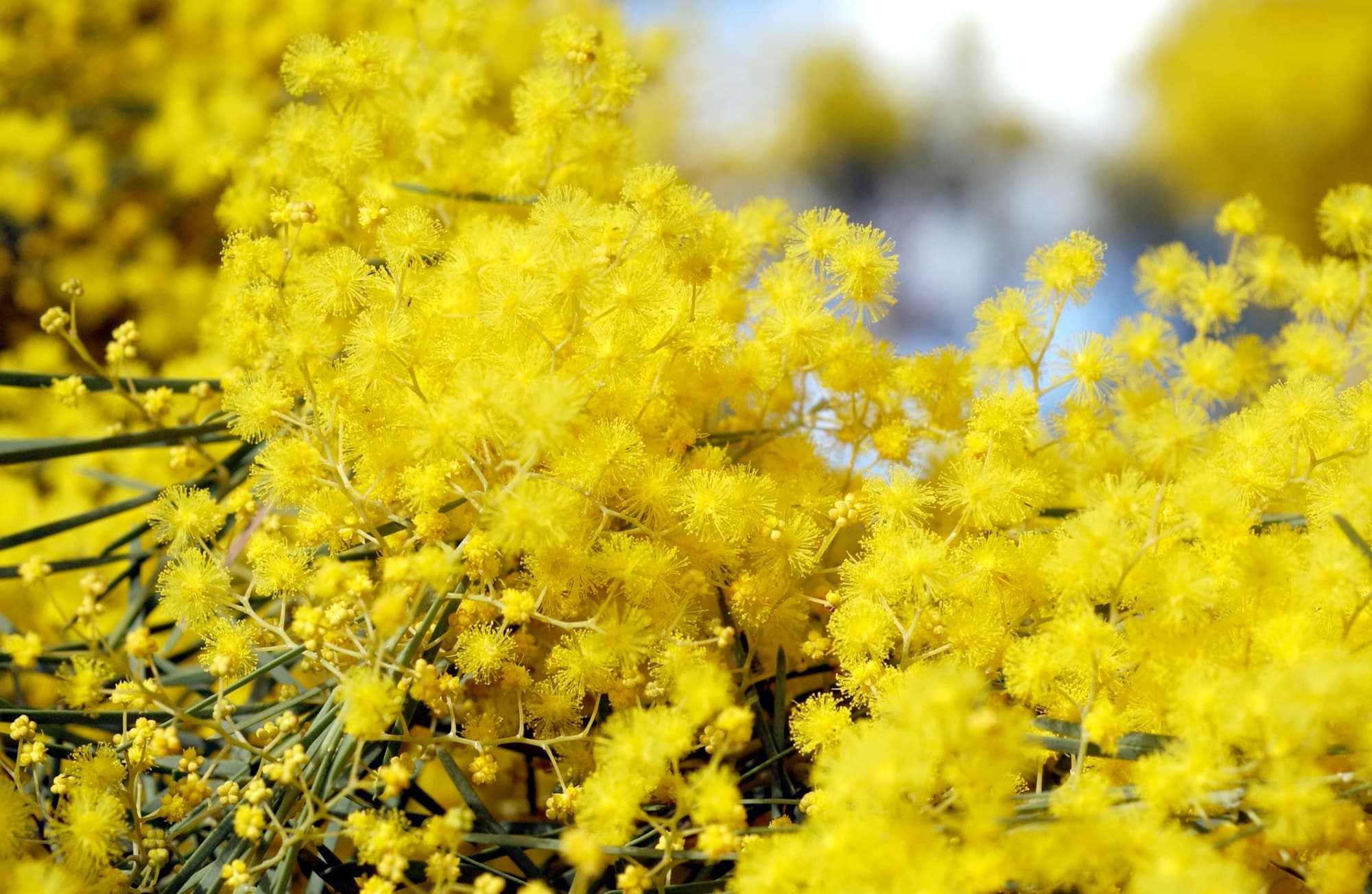 Australian Native Flowers: A Grand Collection of 29 Stunning Species