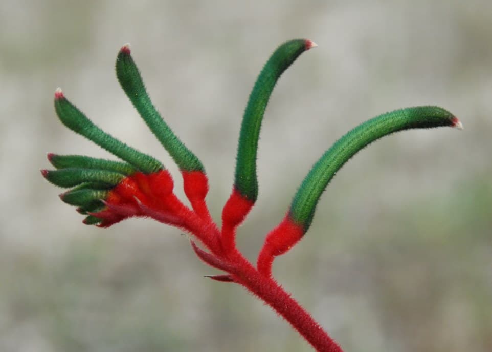 Red and green kangaroo paw (Anigozanthos manglesii) flowers