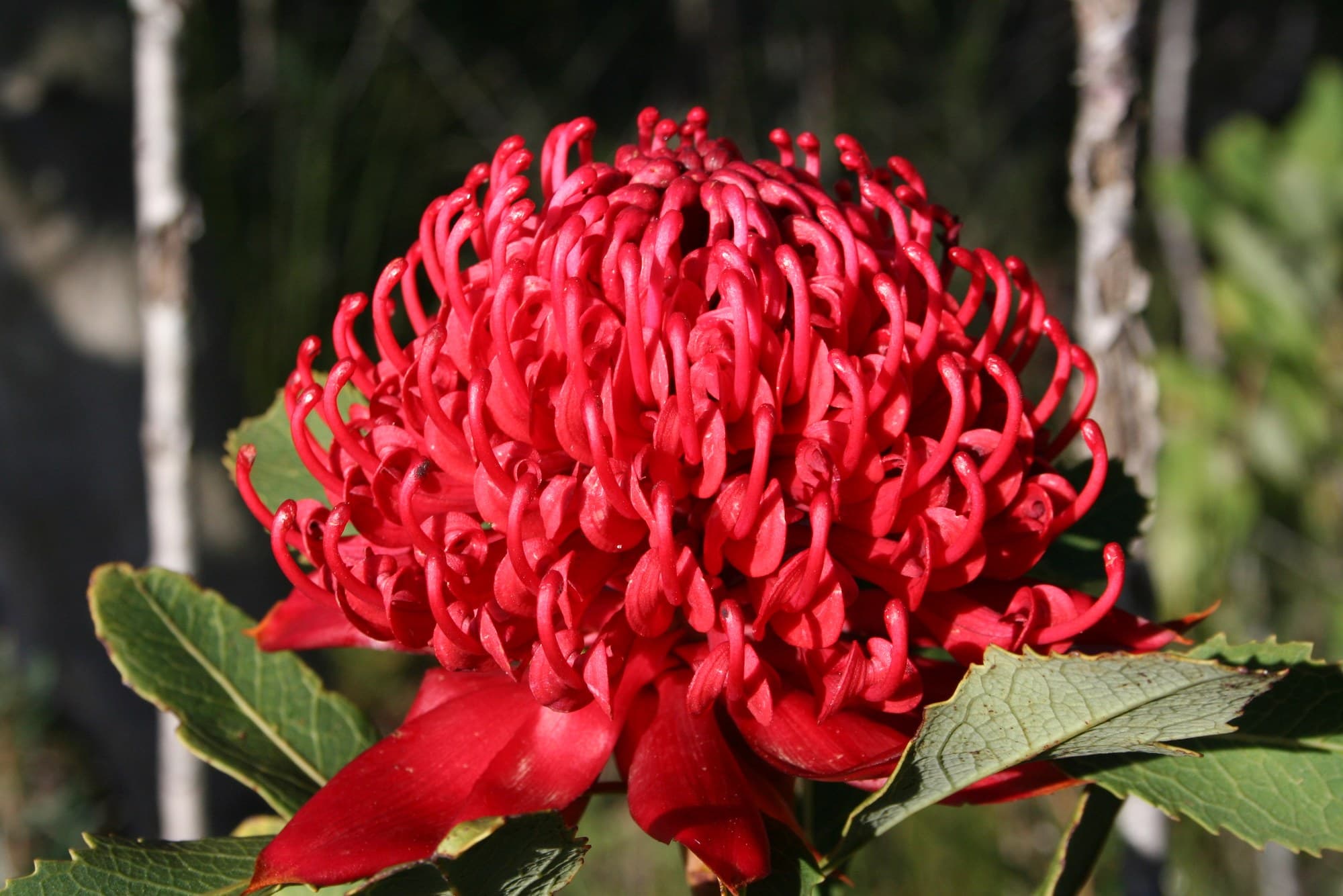Red waratah (Telopea speciosissima) flower head