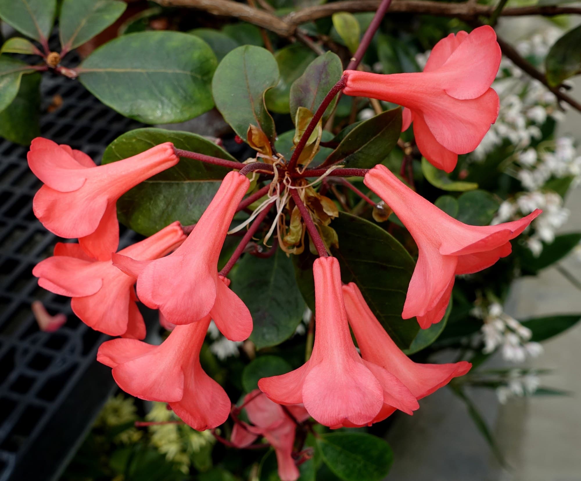 Red bell-shaped flowers of Rhododendron lochiae