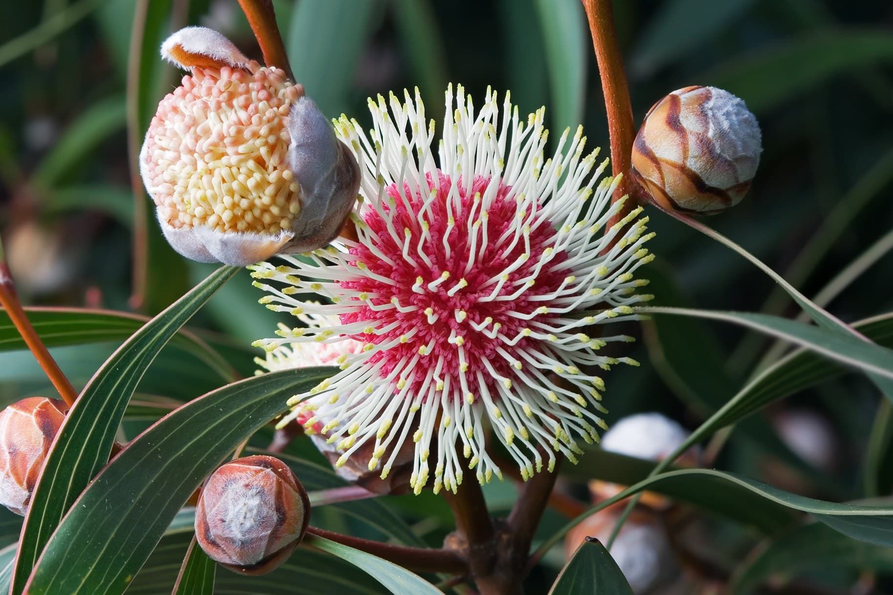 Pincushion hakea (Hakea laurina) flower