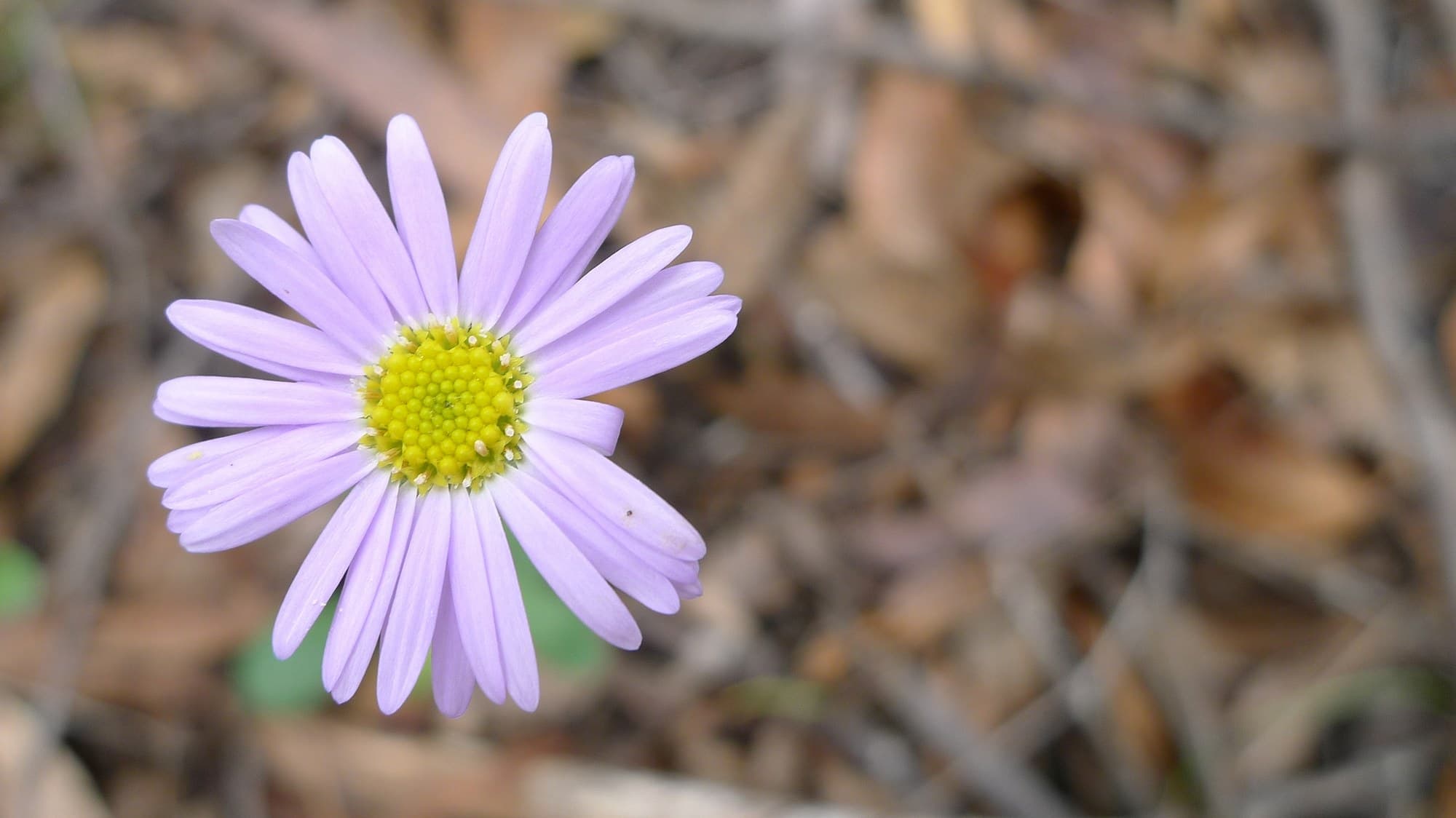 Mauve Brachyscome daisy flower