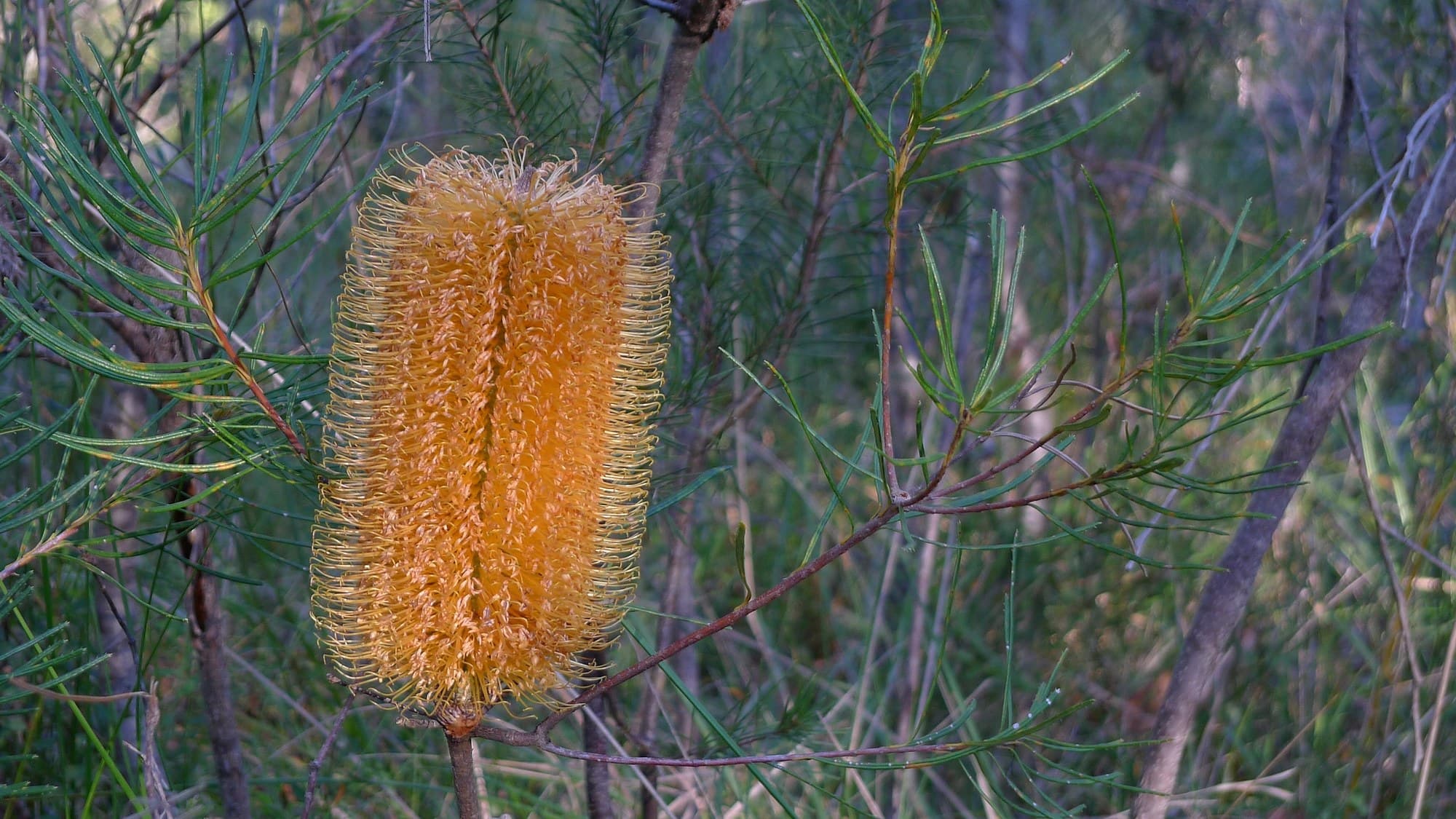 Golden candle of a hairpin banksia (Banksia spinulosa)