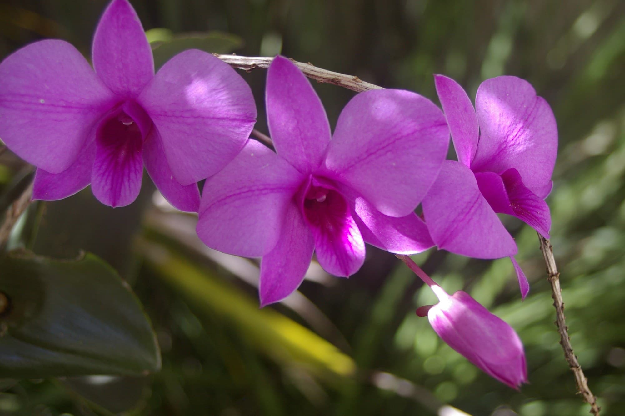Purple Cooktown orchid (Dendrobium bigibbum) flowers