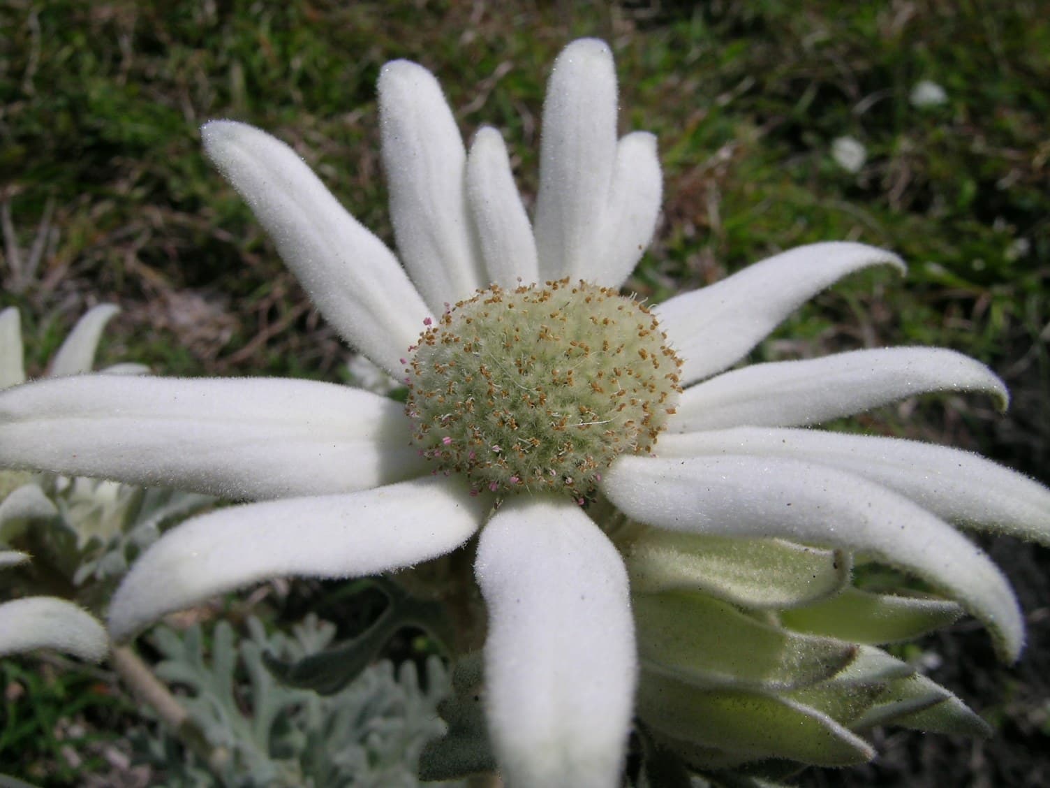 Flannel flower (Actinotus helianthi) flower head