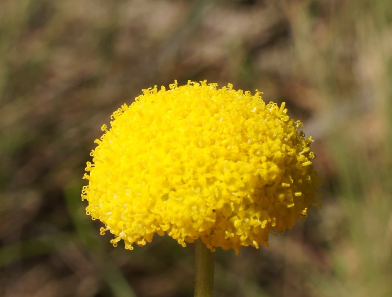 Yellow billy button (Craspedia) flower head