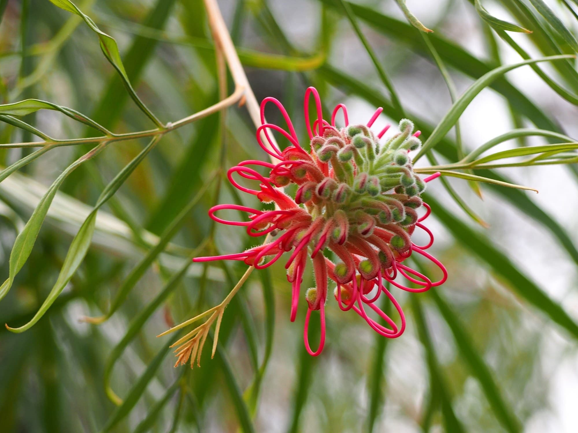 Red Grevillea banksii flower