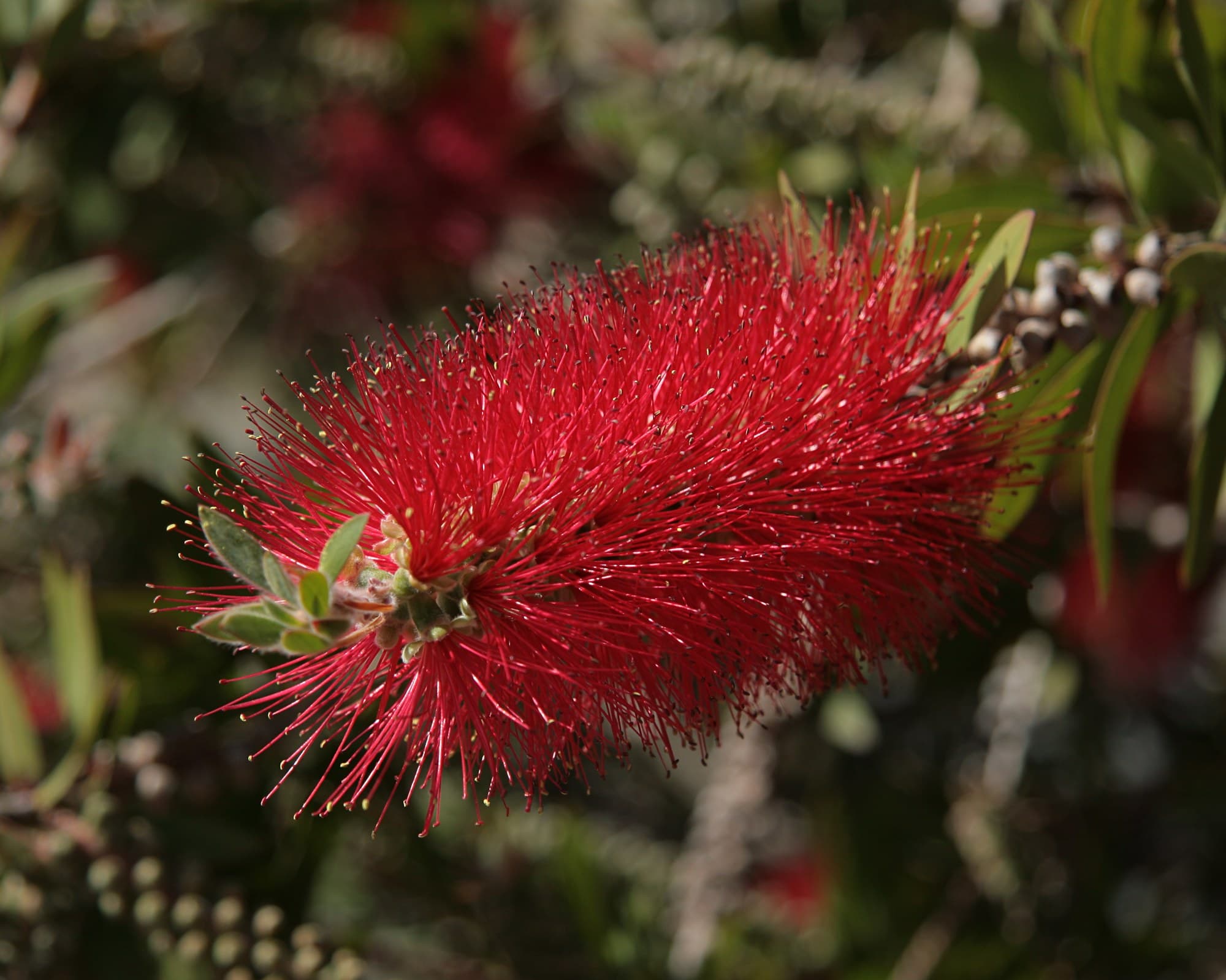 Red bottlebrush (Callistemon citrinus) flower