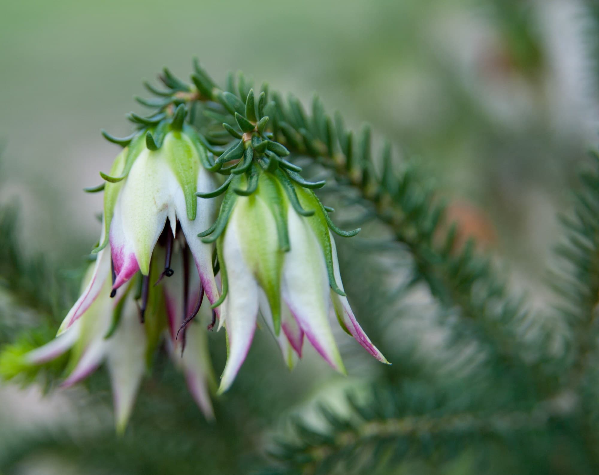 Mountain bell (Darwinia meeboldii) flowers