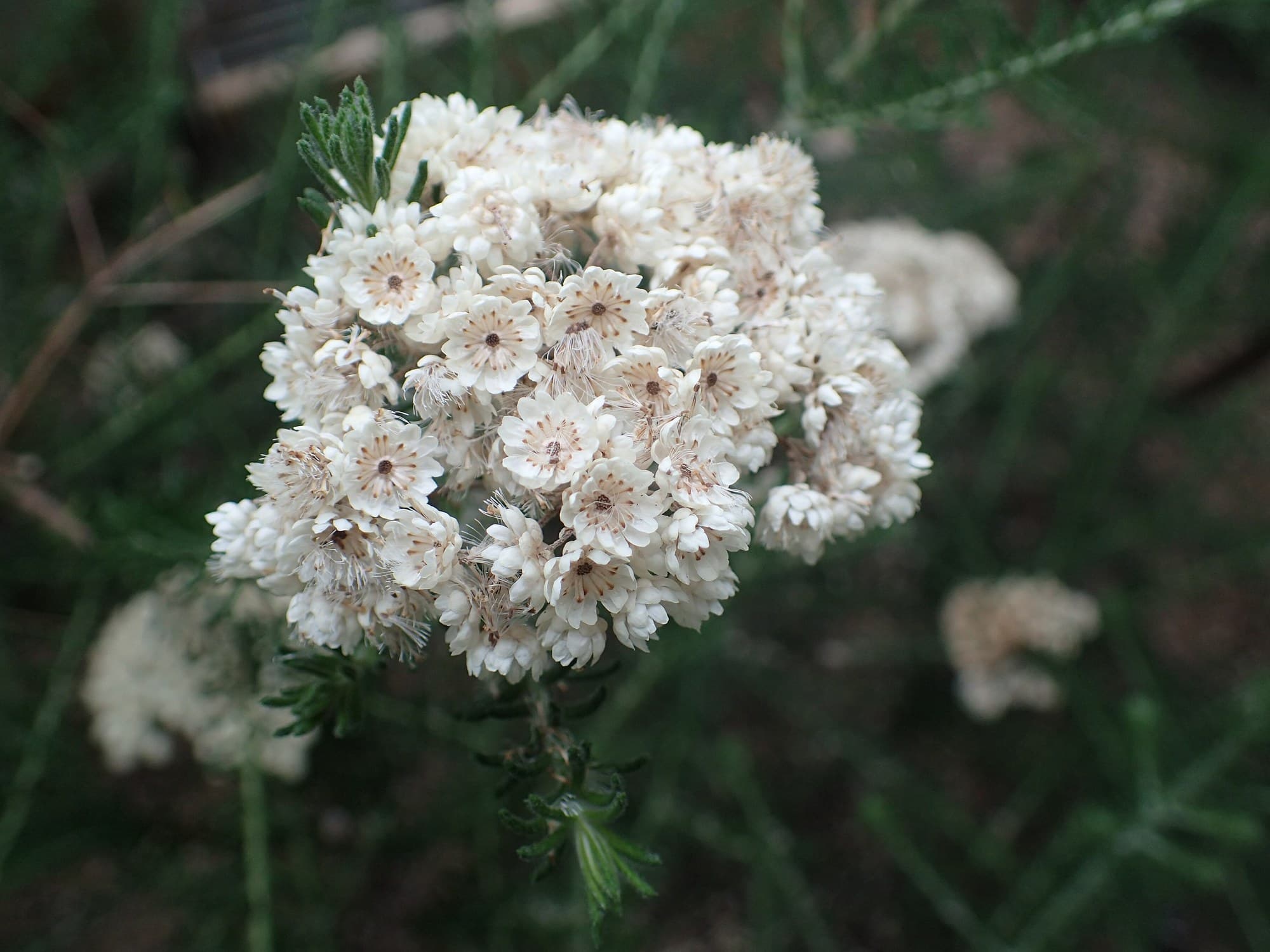 White rice flower (Ozothamnus diosmifolius) clusters