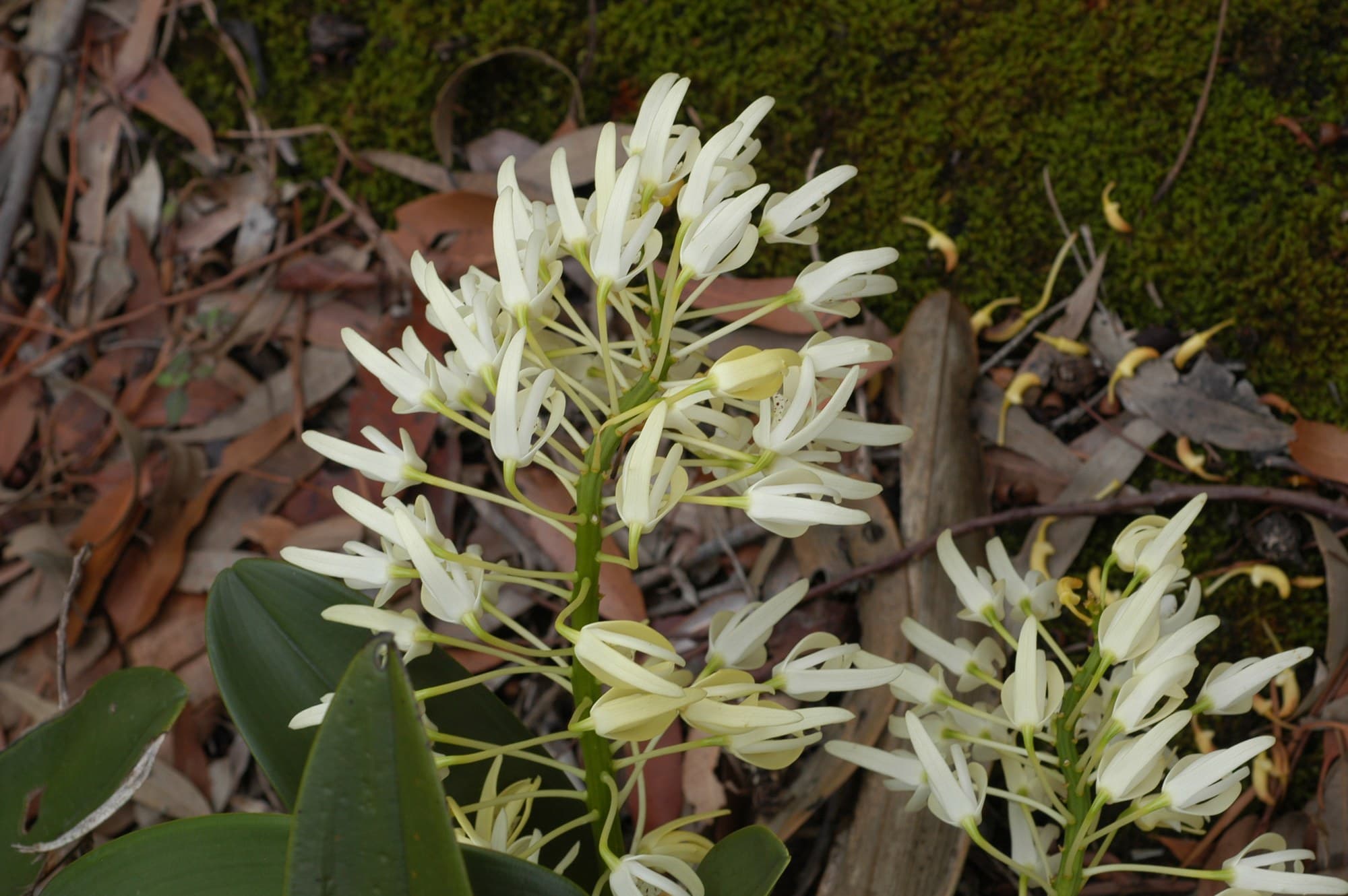 Rock orchid (Dendrobium speciosum) flower spray