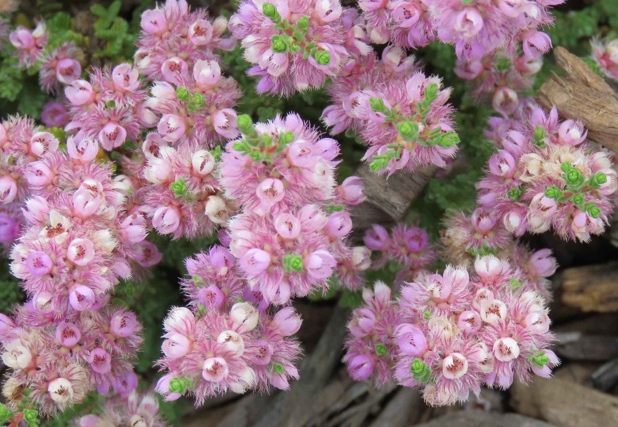 Pink featherflower (Verticordia) blooms