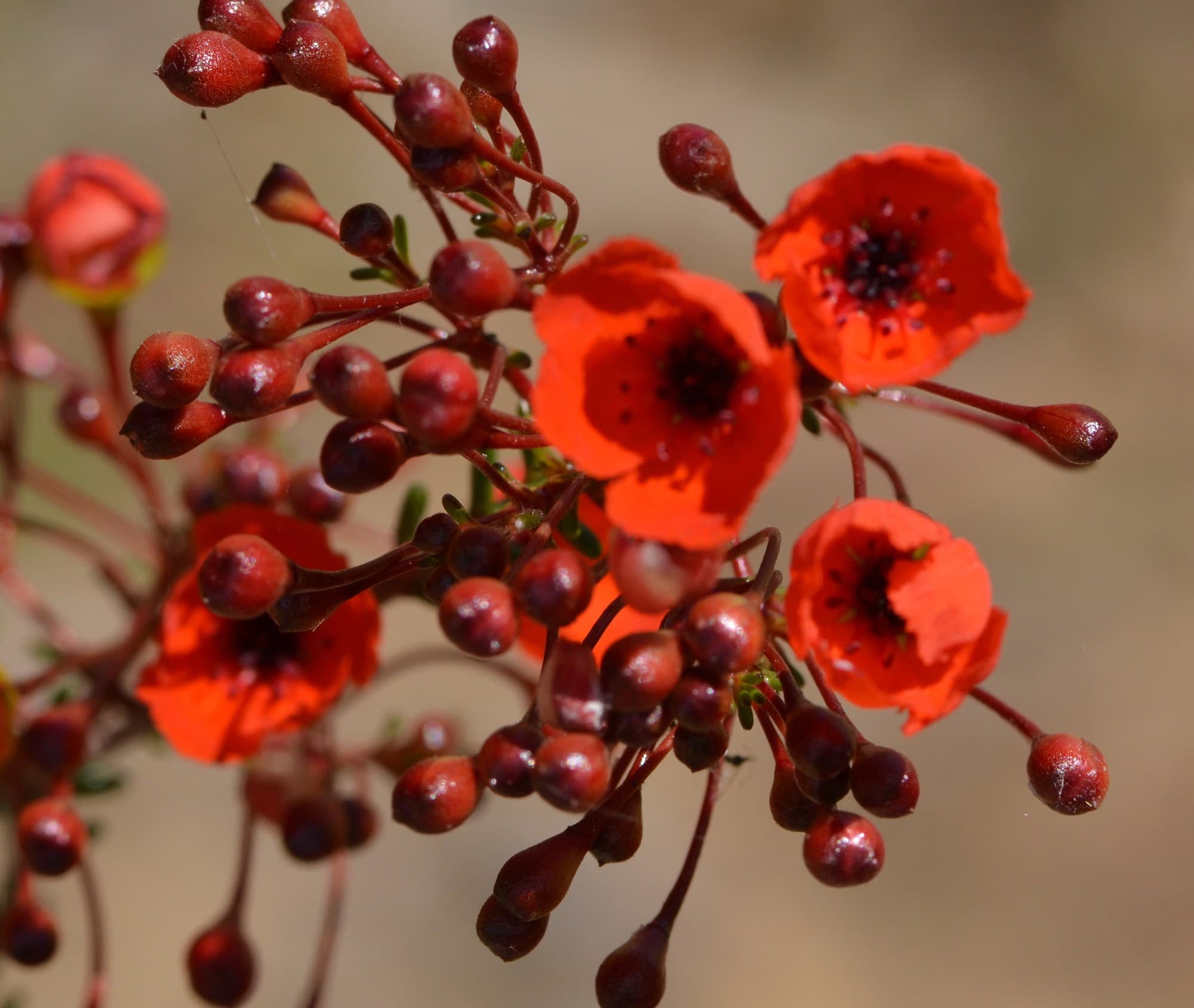 Red Pileanthus flowers and buds