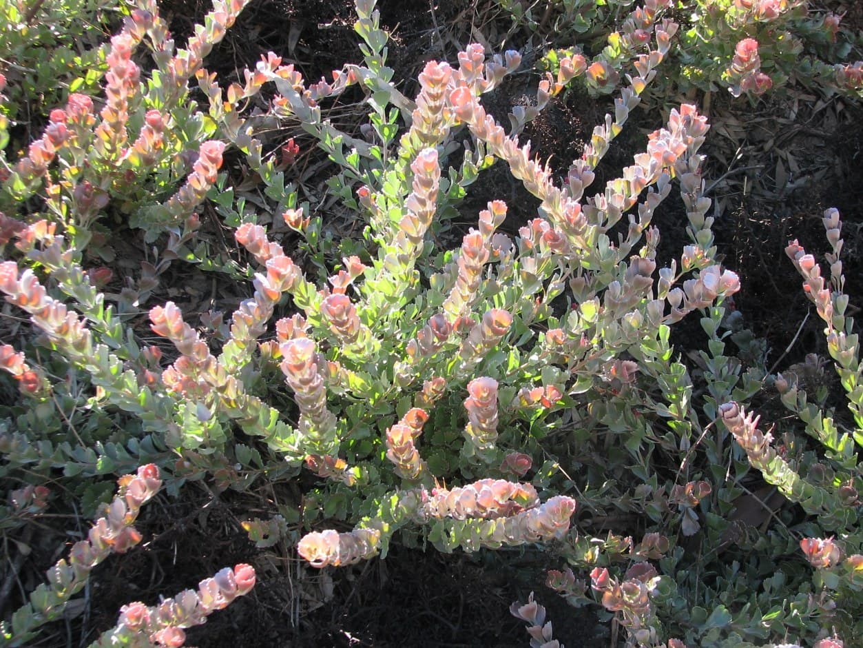 Coral-red Adenanthos cuneatus foliage