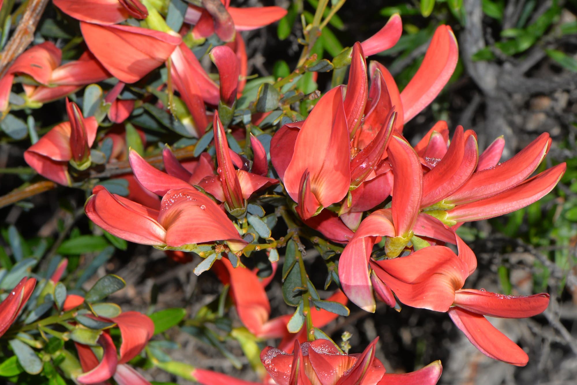 Red coral bush (Templetonia retusa) flowers