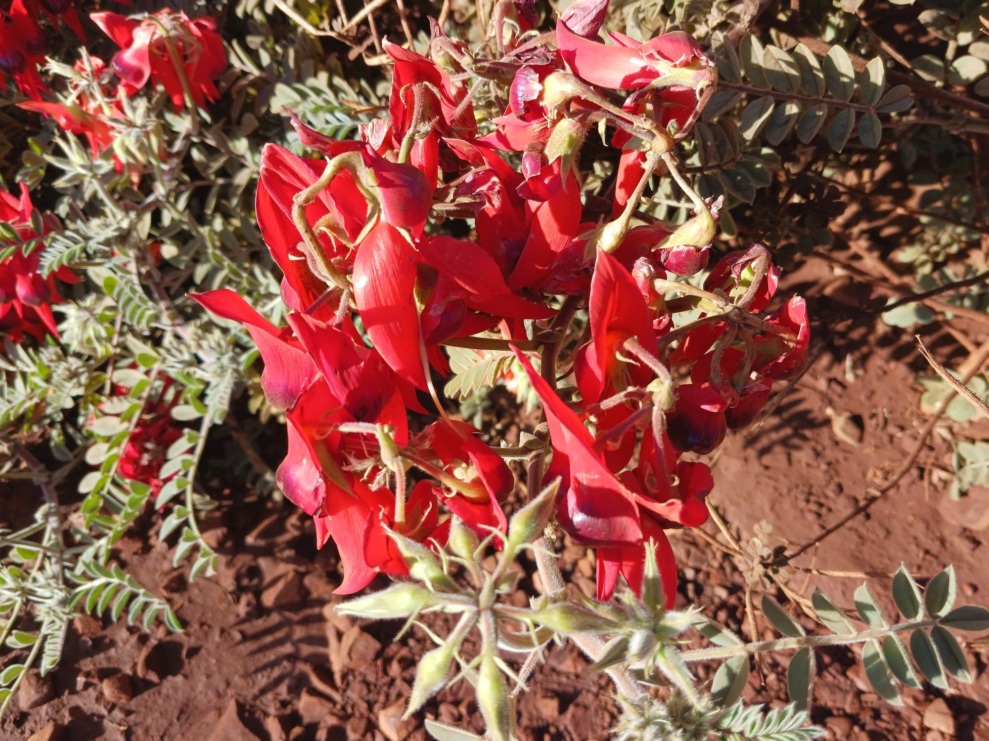 Sturt’s desert pea (Swainsona formosa) flowers