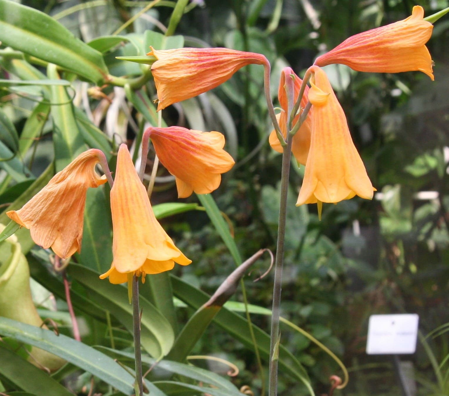 Christmas bells (Blandfordia grandiflora) flowers