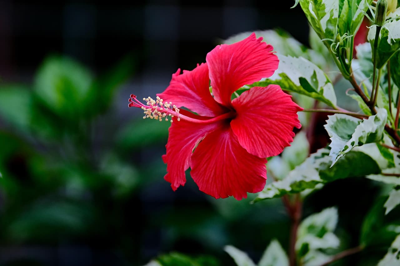 Red hibiscus flower among green leaves